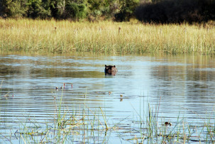 Nilpferd im Okavangodelta