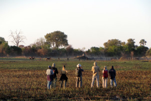 Pirschwanderung durch das Okavangodelta