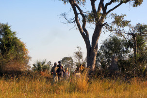 Pirschwanderung durch das Okavangodelta