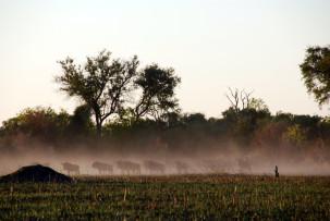 Huftierherde im Okavangodelta