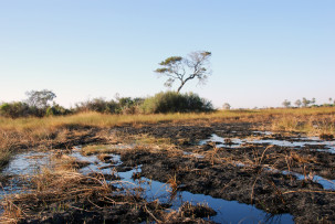Pirschwanderung durch das Okavangodelta