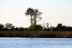 okavangodeHippo-Teich im Okavangodeltalta-hippoteich_01