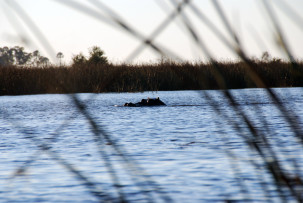 Hippo-Teich im Okavangodelta