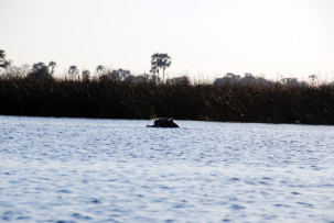 Hippo-Teich im Okavangodelta