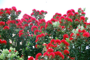 Pohutukawa-Baum in Akaroa