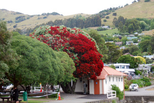 Pohutukawa-Baum in Akaroa