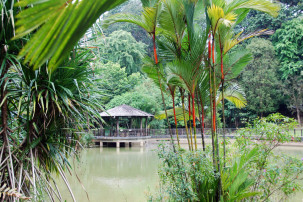 Botanischer Garten in Singapur - Symphony Lake mit Lippenstiftpalme