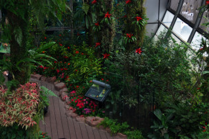 Changi Airport Singapur - Butterfly Garden