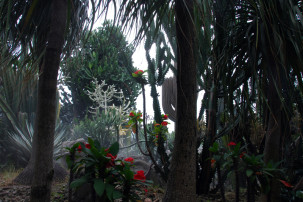 Changi Airport Singapur - Cactus Garden