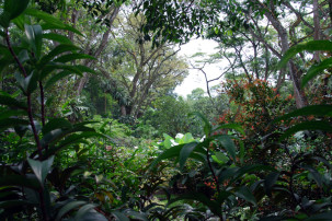 Foliage Garden in Singapur