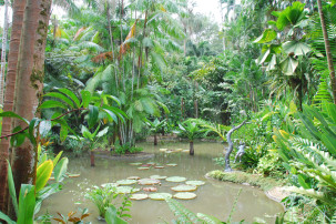 Ginger Garden in Singapur