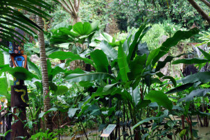 Ginger Garden in Singapur