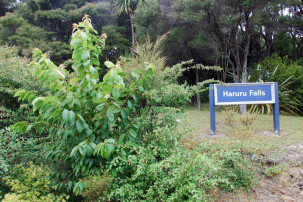 Haruru Falls bei Paihia