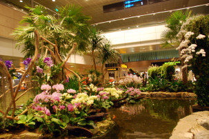Changi Airport Singapur - Orchid Garden