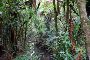 Waipoua Forest