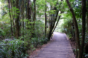 Waipoua Forest