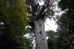 Kauri-Baum im Waipoua Forest