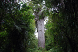 Kauri-Baum im Waipoua Forest