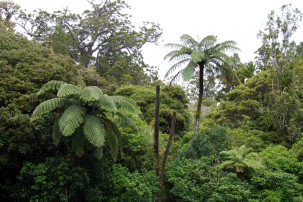 Waipoua Forest