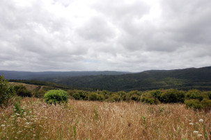 Waipoua Forest