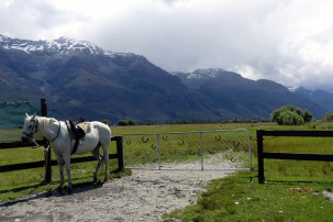 Horse Ride in Glenorchy