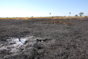 Nach einem Buschbrand im Okavangodelta