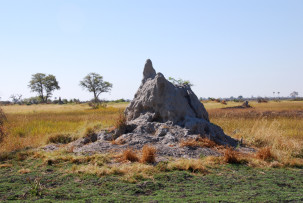 Termitenhügel im Okavangodelta