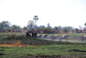 Zebras im Okavangodelta