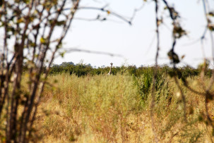 Giraffe im Okavangodelta