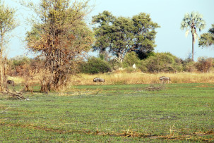 Gnus im Okavangodelta