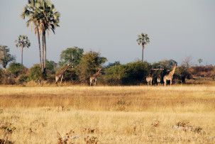 Giraffen im Okavangodelta