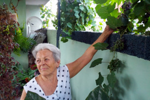 Weintrauben pflücken mit der Abuela