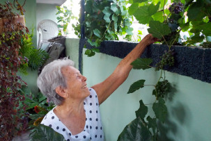 Weintrauben pflücken mit der Abuela